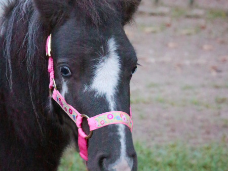 Miniature Horse Halter Online Hot Sale