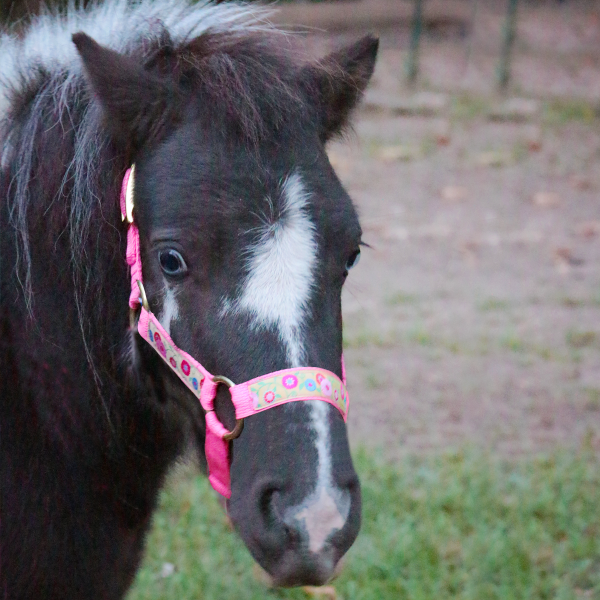 Miniature Horse Halter Online Hot Sale