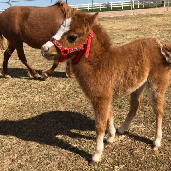 Miniature Horse Halter Online Hot Sale