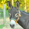 Miniature Donkey Halter Online Sale