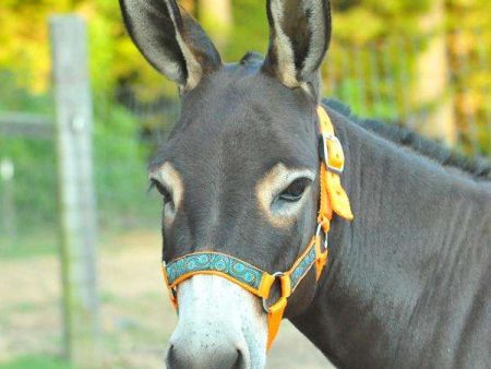 Miniature Donkey Halter Online Sale