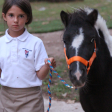 Miniature Horse Halter Online Hot Sale