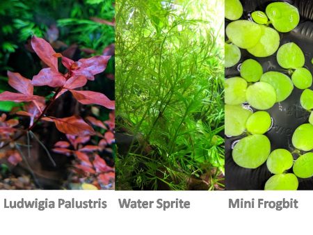 13 stems, 3 species live aquarium plants. Red Ludwigia+Water Sprite+Mini frogbit on Sale